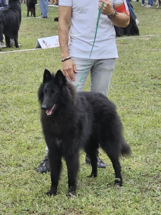 VIGGO