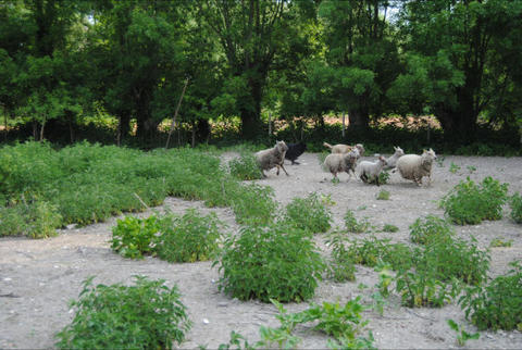 FACO DES JARDINS D'EBENE